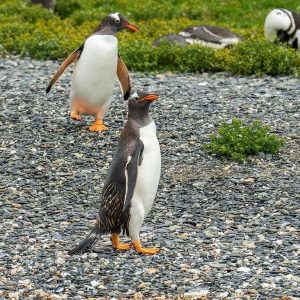 Pingüinos Papúa y Magallanes en la Isla Martillo durante la excursión de navegación por el Canal Beagle, Ushuaia.
