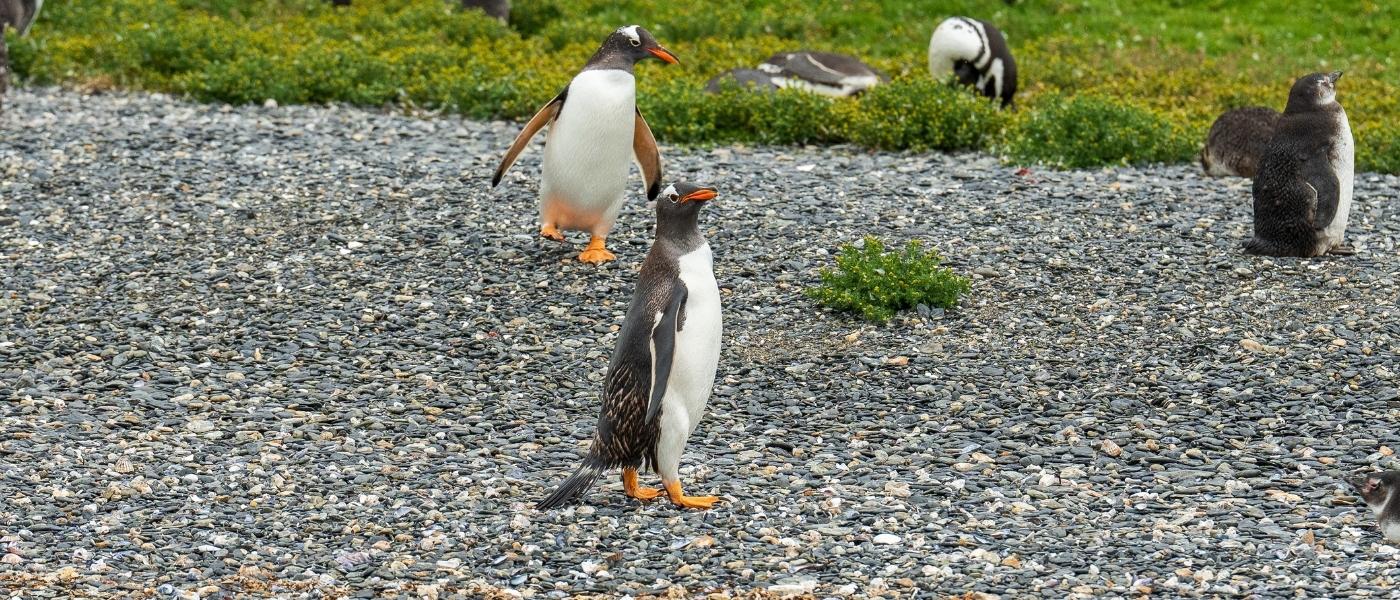 Pingüinos Papúa y Magallanes en la Isla Martillo durante la excursión de navegación por el Canal Beagle, Ushuaia.