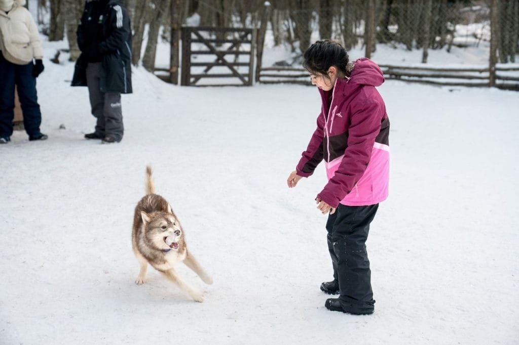 Niña interactuando y jugando con un cachorro de perro nórdico en la nieve dentro de Park Austral, Ushuaia.