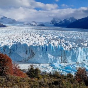 Una amplia vista panorámica del inmenso glaciar Perito Moreno en la Patagonia argentina, con su imponente pared de hielo azul brillante extendiéndose hacia un lago de aguas turquesas. El glaciar está rodeado por montañas oscuras y nevadas bajo un cielo azul con nubes blancas. En primer plano, follaje otoñal de color marrón rojizo enmarca la escena.