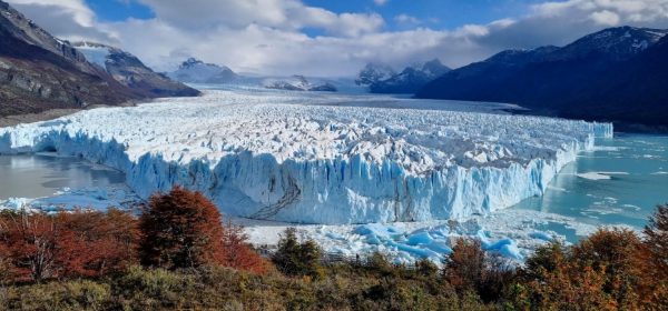 Una amplia vista panorámica del inmenso glaciar Perito Moreno en la Patagonia argentina, con su imponente pared de hielo azul brillante extendiéndose hacia un lago de aguas turquesas. El glaciar está rodeado por montañas oscuras y nevadas bajo un cielo azul con nubes blancas. En primer plano, follaje otoñal de color marrón rojizo enmarca la escena.
