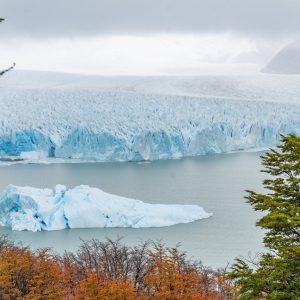 Un enorme bloque de hielo flotando a la deriva en el agua celeste frente a la inmensa pared del Glaciar Perito Moreno, enmarcado por vegetación otoñal.
