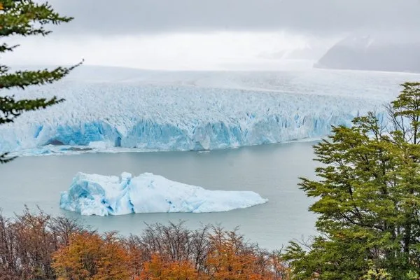 Un enorme bloque de hielo flotando a la deriva en el agua celeste frente a la inmensa pared del Glaciar Perito Moreno, enmarcado por vegetación otoñal.
