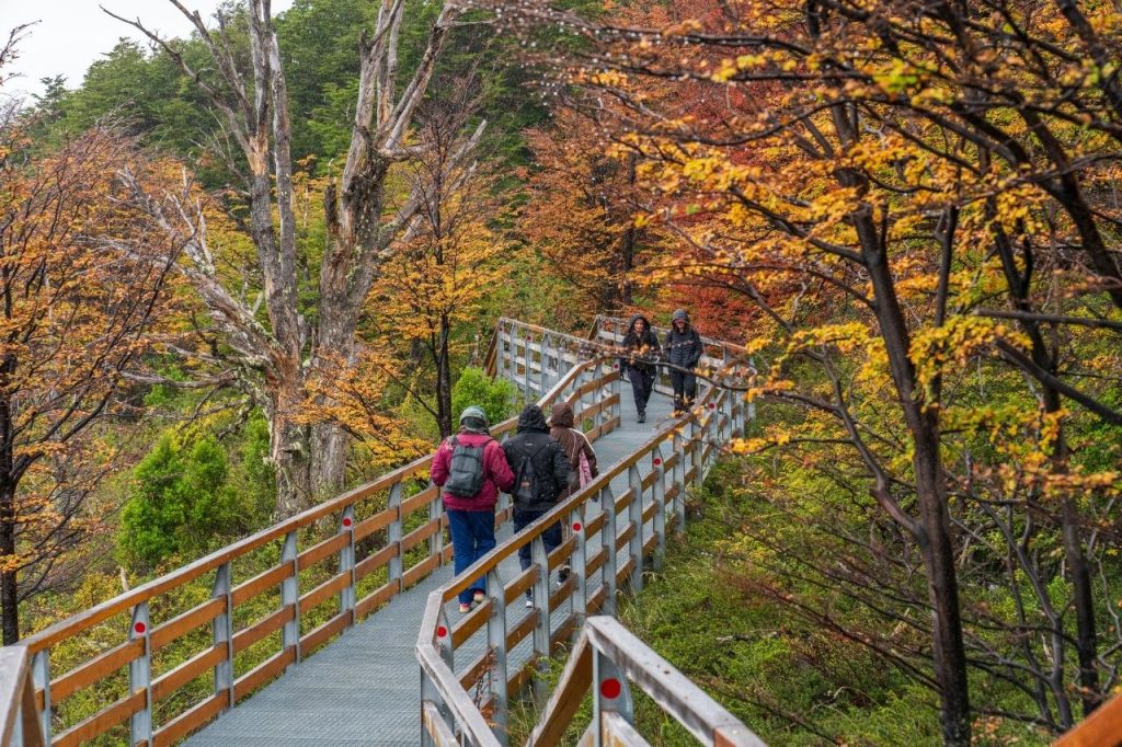 Grupo de turistas caminando por las pasarelas de madera rodeadas de un bosque con hojas de colores otoñales amarillos y rojos.